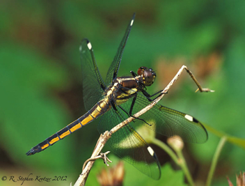 Libellula cyanea, male